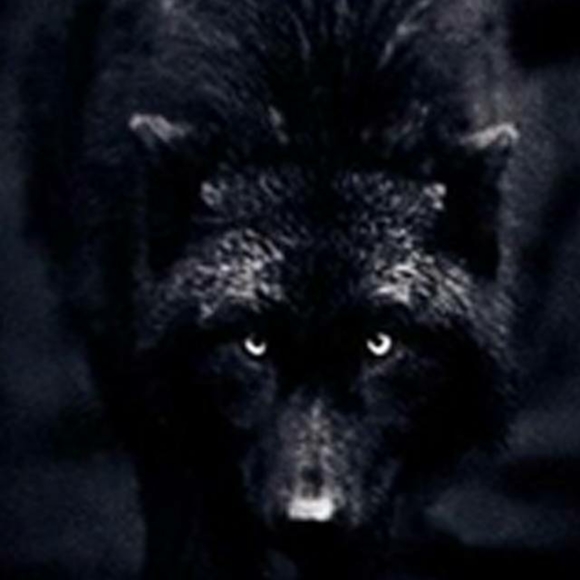 Meet your Posher, Jacob - Picture 4 of 8